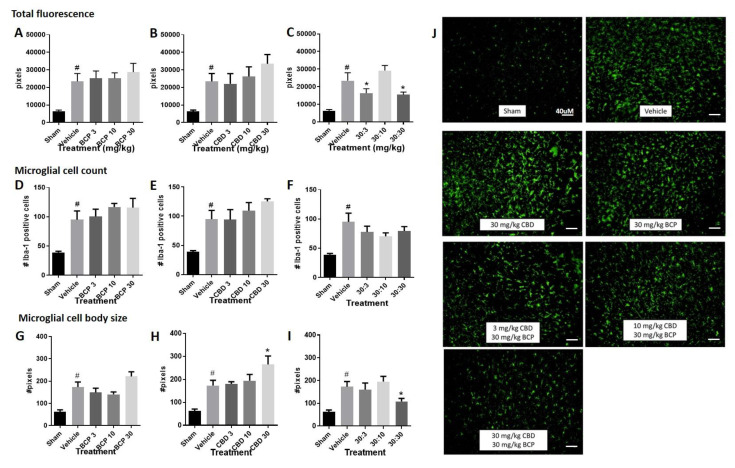 BCP or CBD single treatment increased Iba-1 immunofluorescence following photoinjury, while BCP + CBD combination treatment decreased Iba-1 immunofluorescence. (A–C) Quantification of Iba-1 immunofluorescence within the field of microscope images. (D–F) Quantification of microglial cell number within the field of microscope images. (G–I) Quantification of microglial cell body area (in arbitrary units determined using ImageJ) within the field of the microscope images. Data are expressed as mean and SEM. Statistical differences between sham (no stroke) and vehicle (stroke with vehicle treatment) were determined using Student t-test, # p < 0.05. Statistical differences across vehicle and cannabinoid-treated stroked mice were analyzed utilizing one-way ANOVA with Dunnett’s multiple comparison test to determine significance from vehicle treatment, * p < 0.05. (J) Representative immunohistochemical labeling for treatment groups are shown a 20× magnification.