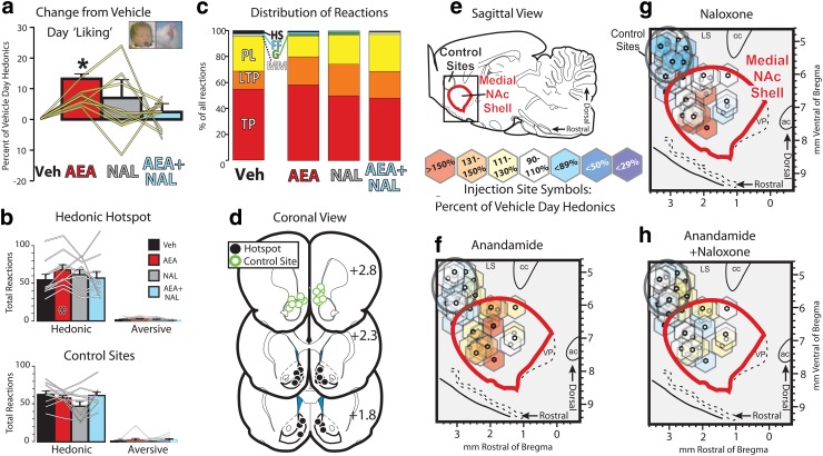 Anandamide-induced hedonics require endogenous opioid signaling in NAc shell hedonic hotspot. (a) Percent increase in hedonic reactions to sucrose from vehicle day behavior is shown. Bars indicate group mean and standard errors. Yellow lines represent values for each tested rat with cannulae placed within the medial NAc shell hedonic hotspot. Veh, vehicle; AEA, anandamide, NAL, naloxone; AEA+NAL, cocktail injection of anandamide and naloxone. (b) Total hedonic (left) and aversive (right) reactions to sucrose are shown for rats with cannulae in NAc (top) or at rostral control sites (bottom). Group mean/SEMs are represented with bars, and individual rat data are shown with gray lines. (c) Distribution of individual scored reactions are shown for each drug condition, with height of each bar representing the mean percentage of all reactions emitted for each drug. Hedonic Reactions: TP, tongue protrusion; LTP, lateral tongue protrusions; PL, paw lick; Neutral Reaction: MM, mouth movement; Aversive Reactions: G, Gape, FF, forelimb flails; HS, head shake. (d) Coronal view of cannulae localizations. Cannulae sites of control rats are shown in green, and rats with cannulae in the NAc are shown in black. (e) Diagram in sagittal view of the NAc Shell and control sites tested in this study. Hexagons at bottom define the color coding of (f–h), with each color representing the behavioral effect of a drug treatment, relative to that of animals' vehicle day hedonic reactivity. (f) Anandamide effects on hedonic reactivity are shown for each rat (placements are represented by hexagons, with size based on putative spread of microinjected drugs in the testing period21). Red, orange, and yellow colors represent increases from vehicle day after (f) anandamide, (g) naloxone, or (h) anandamide+naloxone in individual rats. NAc, nucleus accumbens; SEM, standard error of the mean.