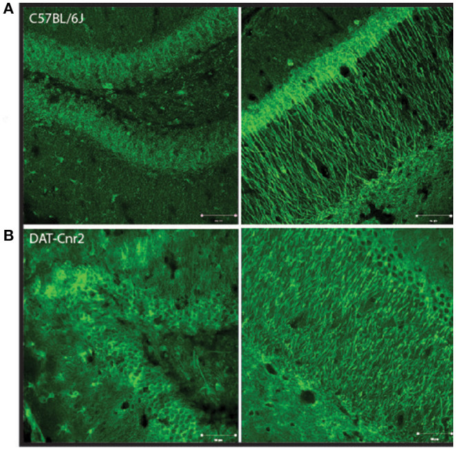 Representative images of Cd11b staining in dentate gyrus left and cornu amonis 1 (Right) regions of the hippocampus in male C57BL/6J (A) and DAT-Cnr2 cKO (B) male mice. Cd11b immunofluorescence (green).
