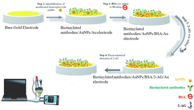 Schematic representation of the immunosensor proposed by Kohansal et al. for the detection of 2-Ag protein conjugate. Reproduced with permission from [64]. This article is licensed under a Creative Commons Attribution 3.0 International License, which permits use, sharing, adaptation, distribution, and reproduction in any medium or format, as long as you give appropriate credit to the original author(s) and the source, provide a link to the Creative Commons license, and indicate if changes were made. The images or other third party material in this article are included in the article’s Creative Commons license unless indicated otherwise in a credit line to the material.