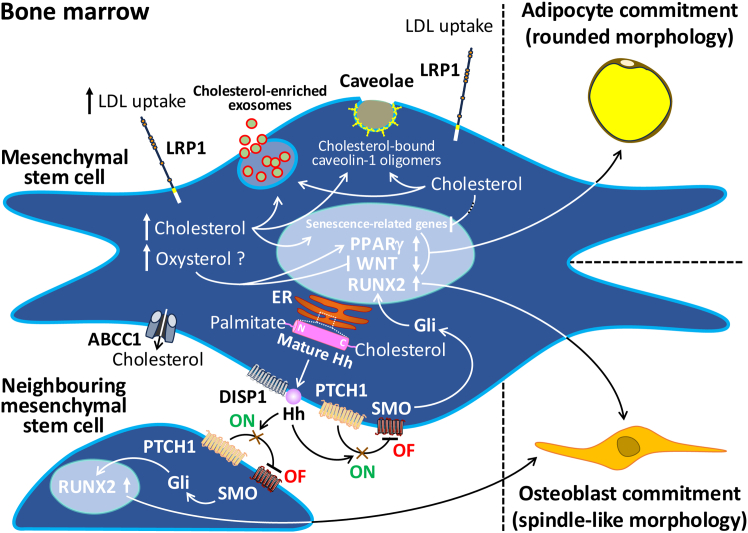 Simplified overview of the effects of cholesterol on a mesenchymal stem cell (MSC) after entering the bone marrowAt high cholesterol uptake (LRP1 is the most representative of the LDL receptor family), some effects are related to adipogenic differentiation and senescence of MSCs. It is likely that the products of cholesterol oxidation are involved in adipocyte commitment via stimulation of PPARγ and repression of WNT signaling. With normal cholesterol uptake, some effects are related to homeostasis (caveolae) and rejuvenation (ROS/p53/p21Cip1/Waf1 signaling pathway), including those promoting autocrine and paracrine functions (exosomes) and osteoblastic differentiation of MSCs. As with the effect on senescence-related genes, the disruption of cholesterol-mediated benefits is expected to follow the increase in cytoplasmic cholesterol levels. Hedgehog formation with bound cholesterol and palmitic acid mediates a switch mechanism that allows activation of RUNX2 via SMO and Gli, leading to osteoblastic differentiation in the MSC (autocrine) or in neighboring MSCs (paracrine). Cholesterol can exit the cytoplasm through ABC transporters (ABCC1/ABC1).LRP1, LDL receptor-related protein-1; LDL, low-density lipoprotein; PPARγ, peroxisome proliferator-activated receptor γ; WNT, Wingless-related integration site; ROS, reactive oxygen species; RUNX2, runt-related transcription factor-2; ER, endoplasmic reticulum; Gli, glioma-associated oncogene; Hh, Hedgehog; DISP1, Dispatched-1 receptor; PTCH1, Patched-1 receptor; SMO, Smoothened receptor; ABC, adenosine triphosphate-binding cassette.