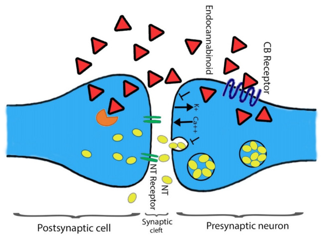 The action(s) of cannabinoids at the site of the presynaptic terminal. Agonists of a cannabinoid such as THC, 2-AG, and AEA attach to the CB1 receptor. The attachment is prompting alteration in intracellular levels of Ca2+ and K+ ions. Consequently, direct towards secretion of neurotransmitter blockage at the site of presynaptic neurons. At the postsynaptic neuron site, cannabinoids are devastated through the FAAH enzyme, and the respective metabolites are reused. Shapes representation: Red triangle for endocannabinoid; yellow oval spots for neurotransmitters; Orange color shape represents FAAH.