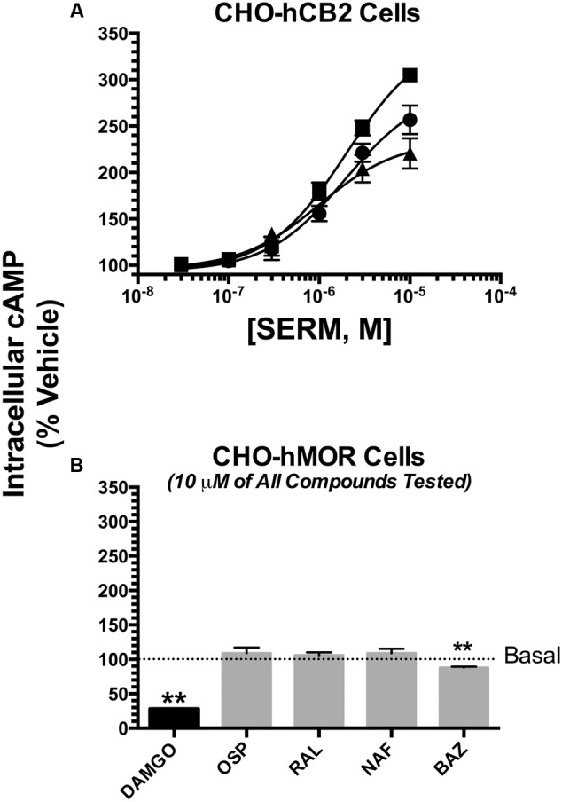Selective estrogen receptor modulators also act as inverse CB2 agonists to modulate of adenylyl cyclase activity. The potency (EC50) and efficacy (EMAX) for modulation of forskolin-stimulated adenylyl cyclase activity was evaluated by analyzing concentration-effect curves (10-8 to 10-5M) for OSP (circles), RAL (triangles) and BAZ (squares) in intact CHO-hCB2 cells (A). All IC50 and IMAX values (mean ± SEM) were derived from non-linear regression analysis of the curves shown and are presented in Table 3 with statistical analysis. In (B), CHO-hMOR cells were employed as a positive control, and adenylyl cyclase activity was measured in the presence of a receptor saturating concentration (10 μM) of the mu-opioid agonist DAMGO, or the SERMs OSP, RAL, NAF, and BAZ. The mean ± SEM of cAMP production is presented as percent of basal adenylyl cyclase activity in the presence of vehicle. ∗∗Bar graphs in (B) that are designated by asterisks, are significantly different from basal activity (P < 0.01; One-sample t-test).