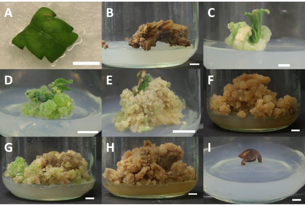 Explant and callus morphology over the course of callus and shoot induction phase of the replication study.A) Representative photograph of leaf explants of C. sativa cv. U82 used in the replication study, midribs but not petioles are included from the ∼ 1 cm2 leaflet. B) Necrotic callus of C. sativa cv. RTG after 4 months on LT-S medium. C) Cream coloured, friable callus of C. sativa cv. U91, one month after culture LT-C medium. D) Green, nodular callus of C. sativa cv. U61, one month after culture LT-C medium. E) Friable callus of C. sativa cv. RTG, two months after culture on LT-C medium, prior to transfer to shoot induction medium. F) Callus browning in C. sativa cv. U61 two months after transfer of callus onto LT-S medium. G) Some two month old callus on LT-S media showed only slight signs of browning with creamy and green nodular callus still present, pictured: cv. U82. H) Browning was ubiquitous across all cultivars following four months on LT-S medium, as seen by in cv. 82. I) Control leaf explants cultured on MS-0 media failed to callus, as shown by brown and dead leaf explant from cv. GRC. Scale bar in all photographs is 0.5 cm.