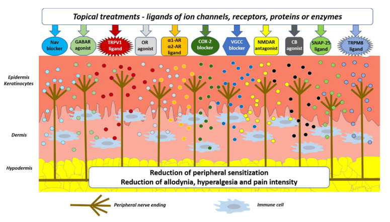 Topical treatments utilized in clinical practice and their molecular/cellular mechanisms in patients suffering from localized NP (LNP). Active molecules from topically applied drug formulations modulate the corresponding ion channels, receptors, enzymes, or proteins on neuronal and non-neuronal cells. Abbreviations: Nav—voltage-gated sodium channels, TRPV1—transient receptor potential vanilloid 1, VGCCs—voltage-gated calcium channels, NMDAR—N-methyl-D-aspartate receptors, α1-AR—α1 adreno receptors, α2-AR—α2 adreno receptors, GABAR—gamma-aminobutyric acid receptors, CB—cannabinoid receptors, COX-2—cyclooxygenase 2, SNAP-25—synaptosome associated protein 25, OR—opioid receptors, TRPM8—transient receptor potential melastatin 8.