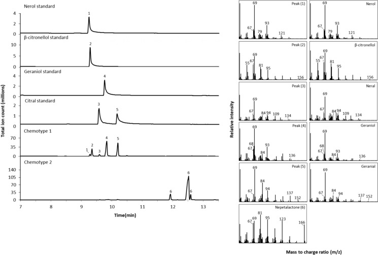 GC − MS analysis of volatile compounds produced in two different N. cataria wildtype cultivars, consisting mainly of either citral derivatives (chemotype 1) or nepetalactone (chemotypes 2). 1, nerol; 2, β-citronellol; 3, neral; 4, geraniol; 5, geranial; 6, nepetalactone. The identities of metabolites 1–5 were confirmed by comparison of their MS spectra with authentic standards. Metabolite 6 was verified by comparison of its MS spectrum with reference outputs deposited in the National Institute of Standards and Technology (NIST) database and represents nepetalactone (mixture of diastereomers)