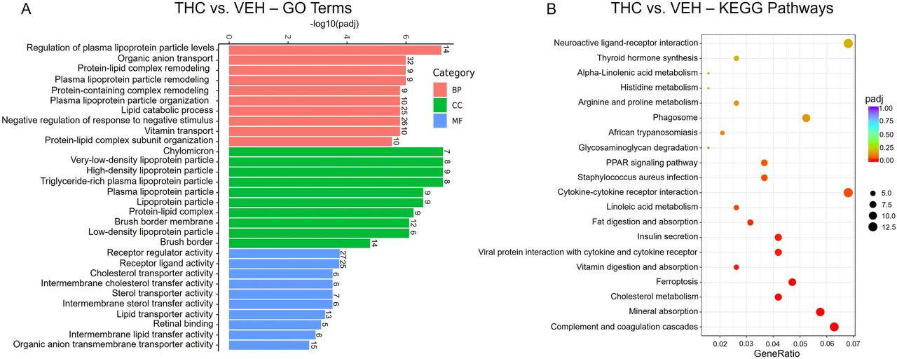 Pathway enrichment analysis of DEGs in THC placentas reveal alterations in pathways related to lipid metabolism, nutrient transport, and cellular stress. A) Gene ontology of THC DEGs identified several GO terms related to lipid catabolism, lipoprotein organization, nutrient transport, and cytokine binding. B) KEGG analysis identified KEGG terms related to metabolism, absorption, insulin secretion, and cellular stress were significantly enriched in the THC placentas. GeneRatio represents the proportion of DEGs mapped to a specific pathway over the total size of the input gene list. Dot size refers to the absolute count of enriched genes. Terms were considered significantly enriched if they had an adjusted p-value < 0.05.