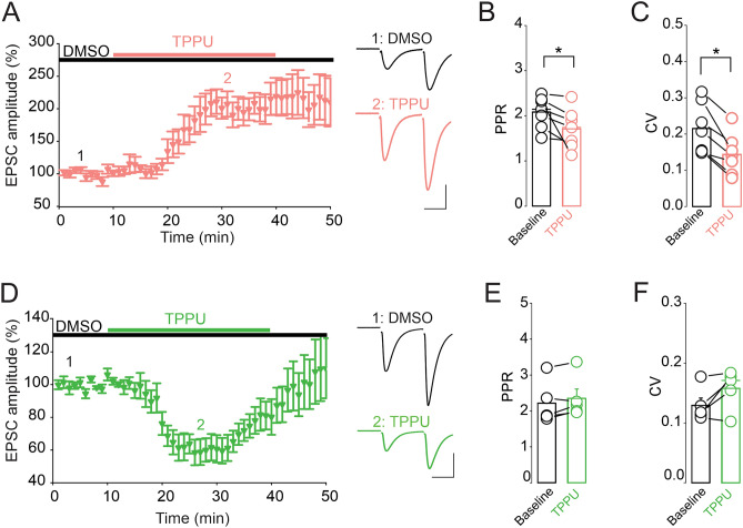sEH inhibition bidirectionally gates glutamate synapses of CA1 pyramidal neurons. (A) Inhibition of sEH potentiates eEPSC amplitude in CA1 pyramidal neurons. Left graph is a summary of the time course and magnitude of the potentiation of EPSCs induced by TPPU (10 µM). Right panel depicts the average of at least thirty pairs of EPSCs collected at the time points indicated by the numbers in the left panel. Scale bars: 25 ms, 100 pA. (B) Averaged PPR of EPSCs obtained at baseline and during TPPU application. (C) Averaged CV of EPSCs obtained in absence and presence of TPPU. (D) Inhibition of sEH depresses eEPSC amplitude in CA1 pyramidal neurons. Left graph is a summary of the time course and magnitude of the depression of EPSCs induced by TPPU (10 µM). Right panel depicts the average of at least thirty pairs of EPSCs collected at the time points indicated by the numbers in the left panel. Scale bars: 25 ms, 100 pA. (E) Averaged PPR obtained in the absence and presence of TPPU. (F) Averaged CV of EPSCs obtained in absence and presence of TPPU.
