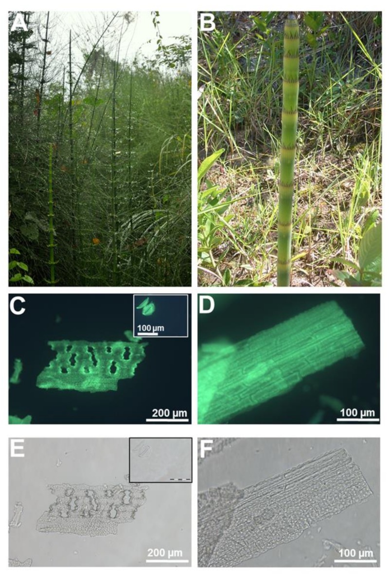 Heavily silicified giant horsetail (Equisetum myriochaetum L.). (A,B) Giant horsetail growing in the wild (Peruvian Amazon). (C) Biogenic silica in giant horsetail’s stem following acid extraction and fluorescence imaging with 2-(4-pyridyl)-5-((4-(2-dimethylaminoethylaminocarbamoyl)methoxy)phenyl)oxazole (PDMPO). Holes corresponding to sunken stomata are visible. Inset: heavily silicified stomata with fine details of radiating ribs in the guard cells. (D) Undulating silicified cell walls of the epidermal cells on the stem. (E,F) Differential interference contrast images of (C) and (D). Images were taken using an Olympus BX50 fluorescence microscope (Southend-on-Sea, UK).