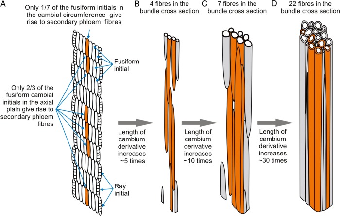 A scheme of the development of the secondary phloem fibre bundles demonstrating the major role of intrusive fibre growth. (A) Cambium region giving rise to secondary phloem elements (including secondary phloem fibres). Only a small portion of the fusiform cambial initials (one-seventh of the cambium circumference and two-third of the axial plane; marked in orange) give rise directly or via their derivatives to secondary phloem fibres. (B–D) Sequential stages of secondary fibre-bundle formation. Fibres in the bundle, which were formed by cambial initials located above and below that axial plane, are given in grey. Due to considerable increase in length by bi-directional intrusive elongation, fibres join other fibres initiated individually in other stem levels, thus forming the bundles and leading to the increase of fibre numbers on the cross-section. (D) Mature secondary phloem fibre bundle (fibres ceased intrusive growth and thickened cell wall).
