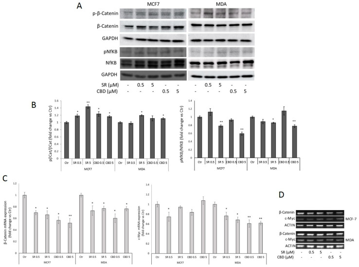 Representative Western Blots (A) and densitometric analyses (B) of β-Catenin (total and Ser33/37-phosphorylated forms) and NfKB (p65, total and Ser536-phosphorylated forms) in MCF7 and MDA-MB-231 cells treated with vehicle, SR, or CBD (0.5 or 5 μM) for 24 h. GAPDH was used as a loading control. (C,D) β-Catenin and c-Myc RT-PCR analysis in MCF7 and MDA-MB-231 cells treated with vehicle, SR, or CBD for 24 h. Representative images of β-Catenin and c-Myc mRNA expression are shown in (D). ACTIN was used as a reference gene. Data are expressed as mean ± SD of at least three independent experiments. * p < 0.05, ** p < 0.01 vs. control.