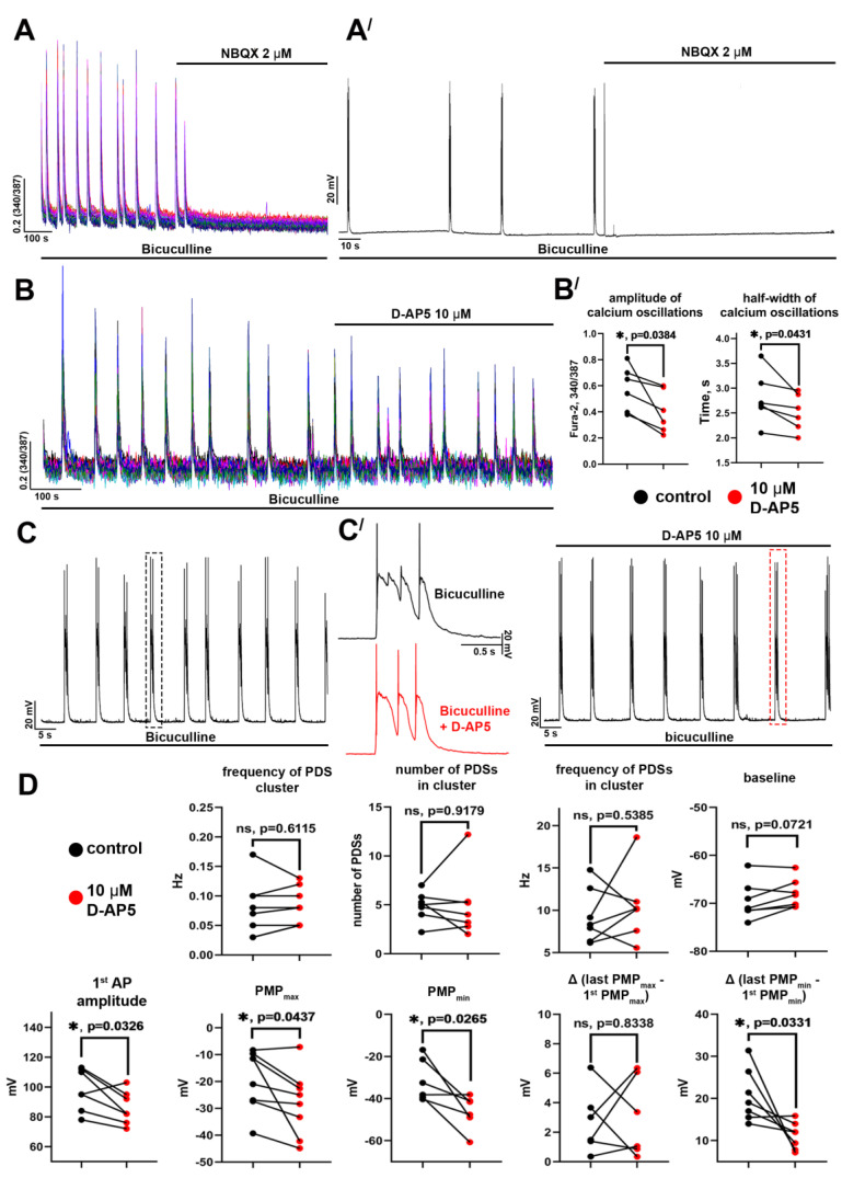 The role of AMPA and NMDA receptors in paroxysmal activity: (A,A′) The effect of AMPAR antagonist NBQX on bicuculline-induced synchronous [Ca2+]i oscillations (A) and PDSs (A′); (B) The impact of NMDAR antagonist D-AP5 on bicuculline-induced synchronous [Ca2+]i oscillations; (B′) The diagrams show the amplitude and frequency of [Ca2+]i oscillations before (black dots) and after (red dots) D-AP5 application; paired t-test, p < 0.05 (*); (C) The effect of D-AP5 on the bicuculline-induced PDSs; (C′) The enlarged PDSs marked with a dashed line in panel (C); (D) The diagrams showing the values of different parameters of single PDSs and PDS clusters before (black dots) and after (red dots) D-AP5 application; paired t-test, p < 0.05 (*).