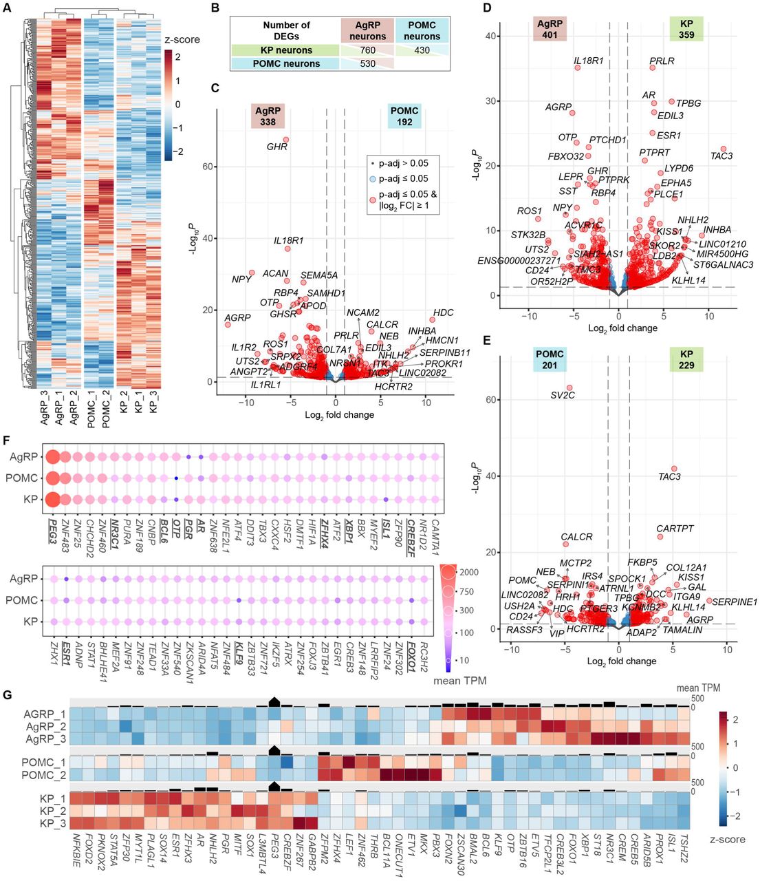 Differential expression of transcripts and transcription factors in human AgRP, POMC, and KP neurons.A: Heat maps showing 1,210 transcripts differentially expressed (adjusted p /p.adj./ < 0.05, DESeq2) between any two arcuate nucleus cell types. B: Table summarizing the number of differentially expressed genes (DEGs) in each pairwise comparison. C-E: Volcano plots showing the relationship between expression magnitude (log2 fold-change /FC/) and statistical significance (log10 p.adj.) across all transcripts. Gene symbols denote the top 10 upregulated and top 10 downregulated transcripts by fold change, as well as the 10 transcripts with the lowest adjusted p-values for each direction. F: Dot plots showing 63 transcription factors (TFs), selected as the 40 most abundantly expressed TF transcripts in each cell type. Dot size and color are proportional to expression levels (TPM). TFs with significant differential expression (p.adj. < 0.05) are marked with bold, underlined labels. G: Heat maps showing cell type-specific expression patterns of 50 TFs differentially expressed between AgRP, POMC and KP neurons (p.adj. < 0.05). See Table S2 for the complete list of expressed genes and Table S3 for expressed transcription factors.