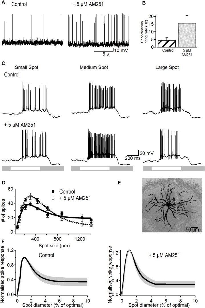 Effects of the CB1R inverse agonist on spontaneous activity and receptive field properties of ON-S RGCs. (A) Representative traces showing the increasing effect of AM251 (5 μM) on spontaneous firing rate. (B) Bar plot showing the significant increase in spontaneous firing rate induced by AM251 from 4.7 ± 1.5 to 15.8 ± 4.7 spikes/s (p < 0.05, n = 12). (C) A response from a representative cell to different sized spot stimuli. Small, medium, and large spot sizes were 154, 220, and 1240 μm, respectively. After addition of a CB1R inverse agonist AM251 (5 μM) the response to the light spot is increased. (D) Number of spikes in response to spot stimuli of different sizes for a representative cell. The data is fitted to a DoG function. Addition of AM251 increased the peak response but also increased the degree of surround inhibition that dampens the peak response observed at larger spot sizes. Symbols represent the average response to two stimulus presentations for each size, bars represent standard deviation. (E) Lucifer Yellow filled ON-S RGC that was treated with AM251. Scale bar = 50 μm. (F) Average curve fits from all cells tested with AM251 (n = 6) with the SEM shown in gray. Curves were normalized to the peak response to the stimulus size that elicited peak response.