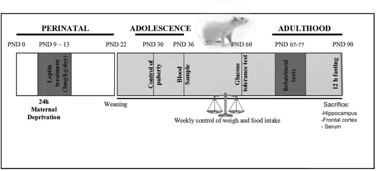 Experimental design diagram.