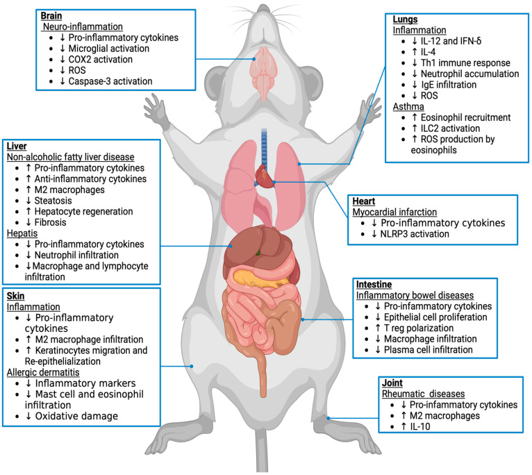 Effects of CB2 activation on inflammation in different mouse tissues and pathological condition. The endocannabinoid system via the CB2 receptor has been implicated in inflammatory processes. Based on previous studies in animal models, the arrows (↑/↓) indicate whether a process associated with each pathology is enhanced or reduced, respectively.