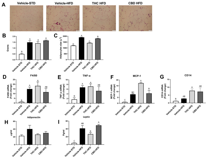 Effect of THC and CBD on adiposity, adipocytes, and inflammation markers. Epididymal fat was removed from mice and analyzed after the treatment regime with THC, CBD, or vehicle treatment: (A) representative adipose tissue sections stained with H&E (magnification × 200); (B) weight of fat pads; (C) quantitative analysis of adipocyte size in epididymal tissue (n = 5); (D–G) mRNA levels of inflammatory genes in epididymal adipose tissue (n = 4). Serum levels of adiponectin levels (H) and leptin (I) (n = 3). Data are shown as mean ± SEM. Statistical significance was determined via one-way ANOVA followed by Tukey’s post hoc test. Different subscribed letters indicate significant differences between groups, p < 0.05.