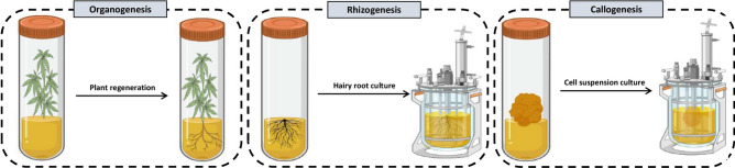 A schematic view of different in vitro culture systems.