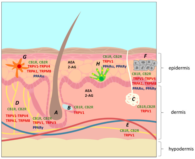 The location of the endocannabinoid system on the skin. A, hair follicle; B, sebaceous gland; C, sweat gland; D, nerve; E, blood vessels; F, keratinocytes; G, Langerhans cell (immunocyte); H, melanocytes. The figure shows the location of the two main ECBs, 2-arachidoynyl-glycerol (2-AG) and anandamide (AEA), and of several ECB receptors, including the main cannabinoid receptors CB1R and CB2R, several transient potential ion channel receptors (TRPs) and peroxisome proliferator-activated receptors (PPARs) [26].