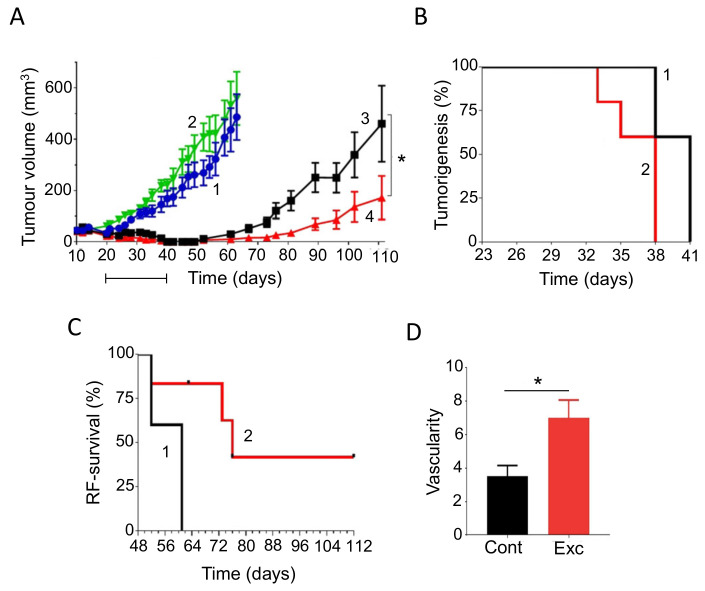 Effects of combining exercise with chemotherapy. (A) Exercise significantly improved gemcitabine efficacy in suppressing regrowth of tumors (measured as “tumor volume”). Graphs denote the following conditions: 1, control; 2, exercise alone; 3, gemcitabine; 4, gemcitabine with exercise. The application period of gemcitabine is indicated by the short horizontal bar. Data are presented as means ± standard error. Whilst exercise alone did not produce an effect, it did potentiate the suppressive effect of gemcitabine (p = 0.03 for 4 vs. 3). (B) Time course of tumorigenesis (percentage of tumor-bearing mice). Time is given as days when a tumor could be measured. Mice treated with gemcitabine plus exercise (2) achieved tumor-free state significantly earlier (p = 0.02), compared with mice treated with gemcitabine alone (1). (C) Recurrence-free (RF) survival of mice. Treatment with gemcitabine alone (1) was associated with significantly shorter survival (p = 0.01), compared with mice treated with gemcitabine plus exercise (2). (D) Effects of coupling exercise (Exc) with treatment (chemo/radiotherapy) on vascular remodeling. Vascularity was quantified as the number of vessels within ×200 fields of view. Tissues from patients who underwent an exercise (“prehab”) period were compared with control (Cont) data from archival material. Histobars show means ± standard error (n = 15 and 23, for historical controls and prehab patients, respectively). The effect of exercising was highly significant (p = 0.01) (*). Modified from Bedoya et al. [38].