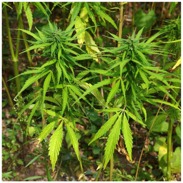 Cannabis sativa plant (own photography by H.F.).