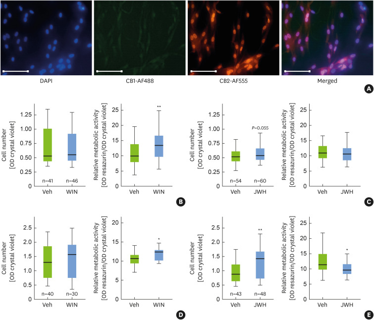 (A) Examples of immunofluorescent staining used to identify the expression of cannabinoid receptors (CB1 and CB2) on human PDLSCs. Cell nuclei were stained with DAPI, with CB1 expression indicated by green fluorescence (Alexa Fluor 488) and CB2 expression by red fluorescence (Alexa Fluor 555). The right column shows merged images of all 3 stains. Scale bars = 100 μm. (B-D) The effects of WIN55,212-2 and JWH-133 on the proliferation and metabolic activity of hPDLSCs. Cells were exposed to Veh or treated with 3 μM of either compound. Cell numbers were determined by the OD of crystal violet staining, and metabolic activity was assessed by resazurin conversion after (B, C) 7 days and (D, E) 14 days. Box plots represent the median values calculated from ODs, with the 25th and 75th percentiles as box boundaries. The number of experiments conducted for each treatment is indicated (n=4 donors). Statistical analyses were performed using pairwise comparison with the Mann-Whitney U test.PDLSC: periodontal ligament stem cell, Veh: vehicle control, OD: optical density.*P<0.05 and **P<0.01 vs. Veh.