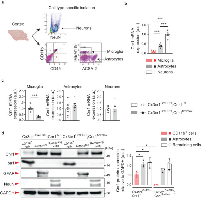 Cnr1 expression in the microglia of the mouse brain.a Experimental flow of Fluorescence-Activated Cell Sorting (FACS)-based microglia (CD45+CD11b+TMEM119+), astrocyte (ACSA-2+), and neuron (NeuN+) isolation using specific cell markers. b Relative mRNA expression levels (arbitrary units: a.u.) of Cnr1 in microglia, astrocytes, and neurons isolated from wild type mice were measured by quantitative real time PCR (qPCR) using the TaqMan assay protocol. n = 6 mice per group. ***p < 0.001, **p < 0.01 (p values are Microglia versus Astrocytes: p = 0.0010, Microglia versus Neurons: p < 0.0001, Astrocytes versus Neurons: p < 0.0001), determined by one-way ANOVA with post hoc Tukey test. c Relative mRNA expression levels (arbitrary units: a.u.) of Cnr1 in microglia, astrocytes, and neurons isolated from Cx3cr1CreER/+;Cnr1+/+ and Cx3cr1CreER/+;Cnr1flox/flox mice were measured by qPCR. n = 6 mice per group. ***p < 0.001 (p values are p < 0.0001), determined by unpaired two-tailed Student’s t test. d Microglia-enriched CD11b+ cells, ACSA-2+ astrocytes, and remaining cells including neurons were collected from the cerebral cortex of Cx3cr1CreER/+;Cnr1flox/flox mice and littermate controls (Cx3cr1CreER/+;Cnr1+/+) by magnetic activated cell sorting (MACS). For each cell type, expression of Cnr1, marker proteins (Iba1, GFAP, NeuN) and a loading control (GAPDH) in the total protein (arbitrary units: a.u.) were analyzed with SDS-PAGE followed by Western blotting with 10 μg of protein sample loaded in each well. n = 3 mice per group. *p < 0.05 (p values are Cnr1+/+ Cd11b+ cells versus Cnr1+/+ Astrocytes: p = 0.0495, Cnr1+/+ Cd11b+ cells versus Cnr1+/+ Remaining cells: p = 0.0204, Cnr1+/+ Cd11b+ cells versus Cnr1flox/flox Cd11b+ cells: p = 0.0479), determined by two-way ANOVA with post hoc Tukey test. b–d Each symbol represents one animal. Data are presented as the mean ± s.e.m.