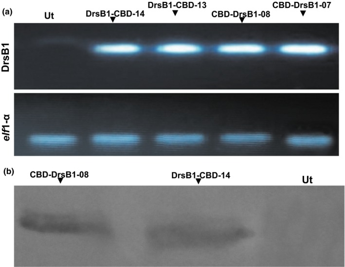 Semi‐quantitative RT‐PCR (a) and western blotting (b) analysis of the transgenic and control hairy roots (HRs). The polymerase chain reaction (PCR) products of the elf1‐α housekeeping gene were used to compare the level of mRNA transcripts of different transgenic HRs