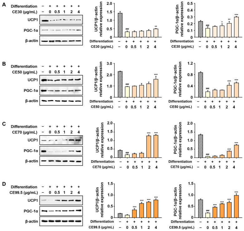 Inductive effects of CE on brown adipocyte-specific factors in 3T3-L1 cells. Protein levels were analyzed via Western blotting and normalized to β-actin. Representative Western blot bands showing UCP1 and PGC-1α expression following treatment with (A) CE30, (B) CE50, (C) CE70, and (D) CE99.5. Data are presented as mean ± SD (n = 3). Statistical significance: ### p < 0.001 vs. the control group; * p < 0.05, ** p < 0.01, and *** p < 0.001 vs. the differentiation group. Abbreviations: CE30–99.5, 30–99.5% ethanol extracts of C. sativa, respectively.