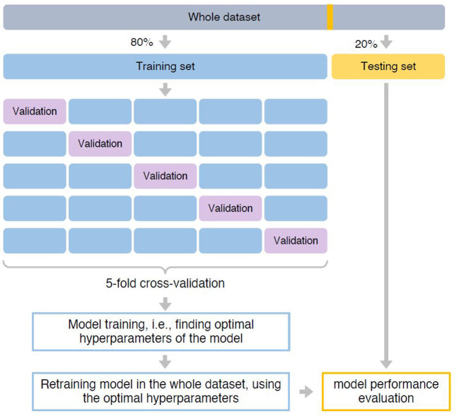 Pipeline of building the predictive model. The whole dataset was first split into 80% training and 20% testing set. The training set was used for model training, i.e., finding optimal hyperparameters that can achieve best prediction performance. We used a five-fold cross-validation strategy. Specifically, the training set was split into five-folds with equal size. Each time, a fold was used as the hold-out validation set to calculate model performance, while the remaining four-folds were used to train model. The procedure was repeated five times to make sure each fold was used as the hold-out validation set once. After identified optimal hyperparameters based on which the model can achieve the best prediction performance, we retrained the predictive mode using the whole training set. Finally, model performance was evaluated in the testing set.