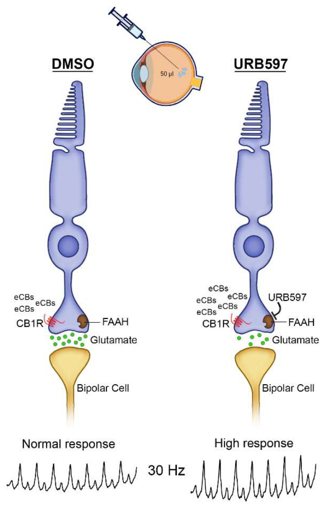 Overview of the putative mechanism of action of URB597 in the monkey retina. CB1R, cannabinoid receptor type 1; DMSO, dimethyl sulfoxide; eCBs, endocannabinoids; FAAH, fatty acid amide hydrolase (brown squares); glutamate (green filled circles); URB597.