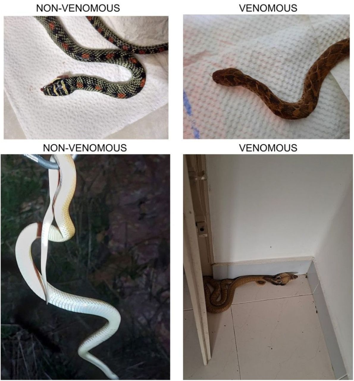 Venomous and Non-Venomous Snake Images Captured with Different sizes in India