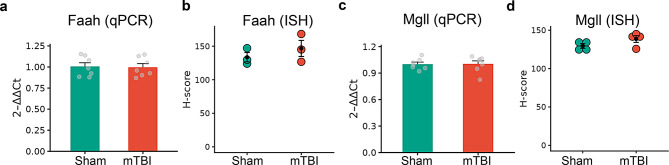 mTBI-induced changes in the gene expression of major eCB hydrolyzing enzymes in the trigeminal nucleus caudalis (TNC). a, b Comparison of Faah gene expression in the TNC between sham and mTBI groups assessed by qPCR (a) and ISH (b). c, d Comparison of Mgll expression in the TNC between sham and mTBI groups using qPCR (c) and from ISH (d). qPCR (relative expression, n = 5–6 mice/group) and ISH data (H-score, n = 3–4 mice/group) are presented as mean ± SEM