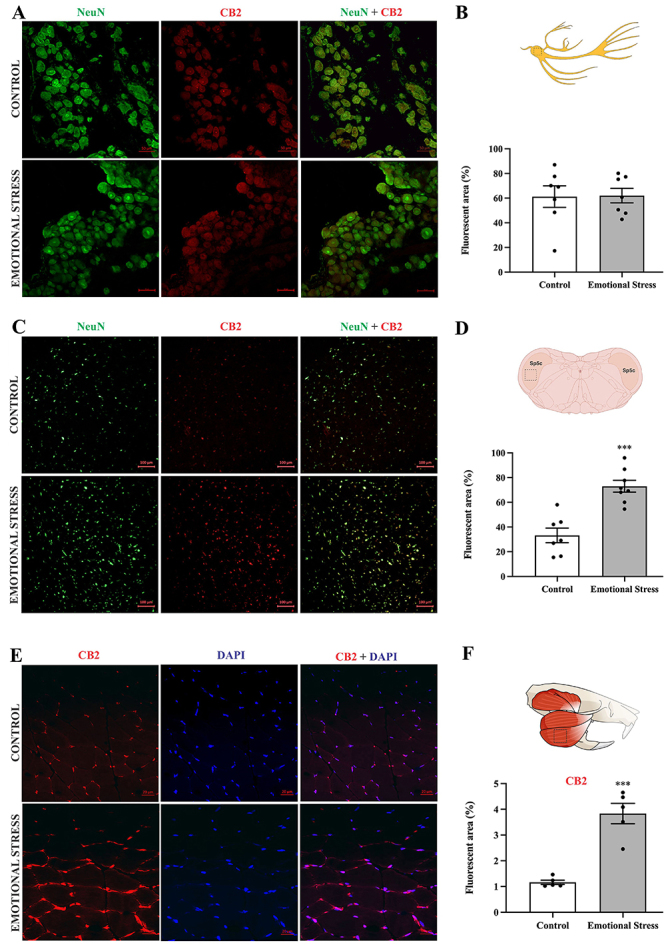 Effect of emotional stress on CB2 expression in trigeminal ganglia (TG) and in spinal trigeminal nucleus caudalis (Sp5C), and masseter. Confocal photomicrography of the TG (A), Sp5C (C), and masseter (E). Panels A and C: NeuN (neuronal marker), green; CB2, red; merge yellow. Panel E: CB2, red; DAPI, blue; merge, magenta. Magnification: 200×; scale bar: 50 µm. Quantification of the fluorescent areas of the CB2 expression in TG (B), in Sp5C (D), and in masseter muscle (F). Data are reported as means±SE. ***P<0.0001, unpaired t-test.
