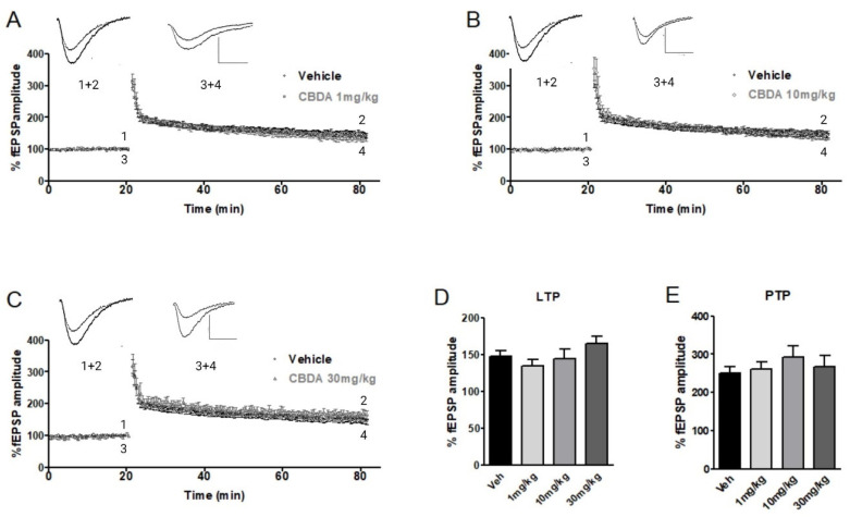 Effects of chronic CBDA treatment on LTP in 9-month-old wild-type mice. Treatment with CBDA (1, 10, or 30 mg/kg) did not significantly alter LTP amplitude in hippocampal slices. Sample traces represent fEPSP at 15–20 min of baseline (1, 3) and LTP 55–60 min after HFS (2, 4) in wild-type mice treated with CBDA or vehicle. Scale bar: 0.5 mV /10 ms. (A) Following CBDA 1 mg/kg, LTP measured 134.8 ± 8.28 (n = 11). (B) CBDA 10 mg/kg, LTP measured 144.6 ± 13.2.,9 (n = 7). (C) CBDA at 30 mg/kg; LTP measured 165.8 ± 9.45 (n = 6). (D) Bar chart showing no significant difference in LTP levels comparing vehicle-treated wild-type mice (147.9 ± 8.01, n = 11) or mice treated with 1, 10, or 30 mg/kg CBDA. (E) Levels of PTP were also similar across all groups (vehicle: 251.2 ± 16.0, n = 11; 1 mg/kg: 260.0 ± 19.2, n = 11; 10 mg/kg: 292.7 ± 28.3, n = 7; 30 mg/kg: 266.1 ± 29.7, n = 6). Data presented as mean ± SEM and analysed using one-way ANOVA (and Bonferroni’s post hoc test to compare all pairs of columns).