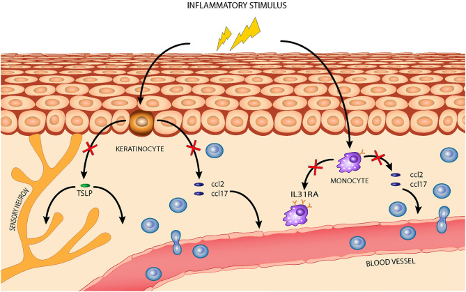 The effects of the nutraceutical mixture in a canine AD model: the nutraceutical mixture (red cross) inhibited the overexpression of homing chemokines ccl2 and ccl17 in stimulated CPEK cells, reducing leukocyte infiltration from blood vessels, and of tslp, reducing its activity in inflammatory cell recruitment and maturation. The nutraceuticals also decreased ccl2 and ccl17 expression in inflamed DH82 cells and downregulated il31ra expression, restraining Th2-mediated response amplification.