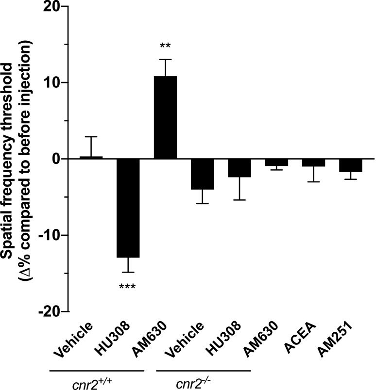 Only CB2R modulates visual acuity. The visual acuity of adult mice was tested, and they received daily i.p. injections of the CB2R agonist HU308 (10 mg/kg), inverse agonist AM630 (2.5 mg/kg), or vehicle for 3 days, after which their visual acuity was tested. The group treated with HU308 showed a decrease in its spatial frequency threshold compared to before injection while the group treated with AM630 had a better visual acuity. Mice lacking CB2R (Cnr2-/-) received the same treatments (HU308 and AM630) and displayed an unchanged visual acuity, demonstrating the specificity of the pharmacological drugs. Adult mice received daily i.p. injections of the CB1R agonist ACEA (2.5 mg/kg), inverse agonist AM251 (3 mg/kg), or vehicle. No changes were seen in their visual acuity. Vehicle, n = 12; HU308, n = 12; AM630, n = 12; vehicle Cnr2-/-, n = 10; HU308 Cnr2-/-, n = 8; AM630 Cnr2-/-, n = 10, ACEA, n = 12, AM251, n = 12. Statistical analysis was performed by one-way ANOVA with Dunnett post hoc test. The values are mean ± SEM. *** p = 0.0007, ** p = 0.0069 compared to the vehicle.