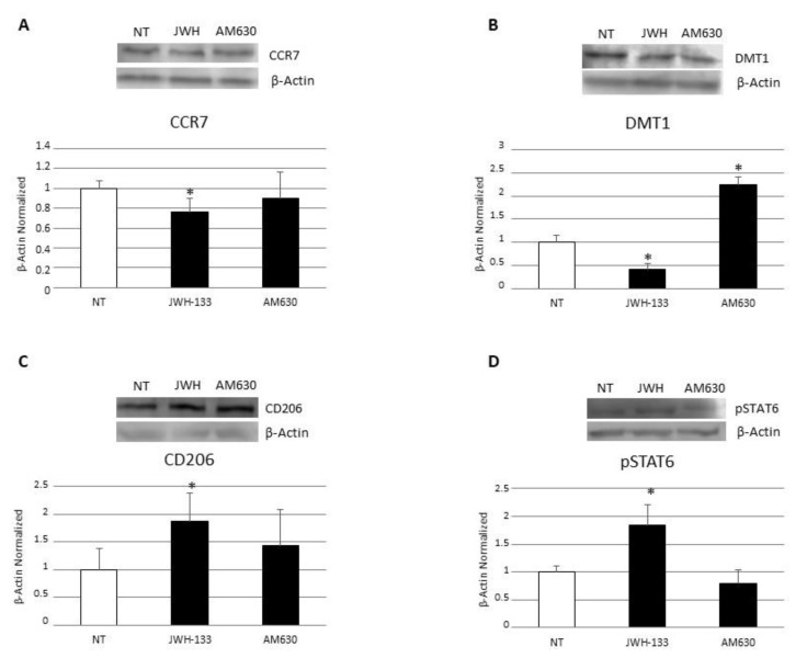 Effects of CB2 modulation on CD macrophages polarization. CCR7 (A), DMT1 (B) CD206 (C) and pSTAT6 (D) protein expressions, determined by Western Blot, loading 15 μg of total lysate, in macrophages from 5 celiac disease (CD) patients after JWH-133 [100 nM] and AM630 [10 µM] administration for 48 h. The most representative images are displayed. Image Studio Digits software has been used to detect protein bands. The intensity ratios of immunoblots compared to CTR, considered 1, were quantified after normalizing with respective controls. The histograms represent the relative quantification for CCR7, DMT1, CD206 and pSTAT6 expression, normalized for the housekeeping protein β-Actin, as mean ± SD of independent experiments on each individual sample. A t-test has been used for statistical analysis. * Indicates p ≤ 0.05 compared to NT.