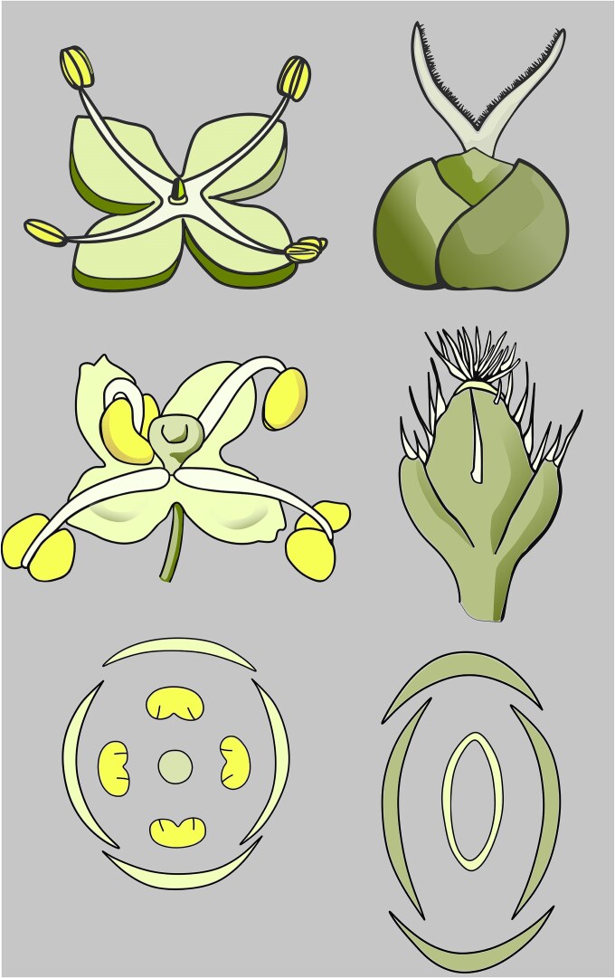 Diagrammatic flowers from the large apetalous clade, the ‘urticoid Rosales’, comprising Ulmaceae, Cannabaceae, Urticaceae, and Moraceae. Shown here are: Morus staminate (male) flower (top left) and carpellate (female) flower (top right); Urtica staminate flower (centre left) and carpellate flower (centre right); and Urtica floral diagrams, staminate (bottom left) and carpellate (bottom right). After Le Maout and Decaisne (1873).