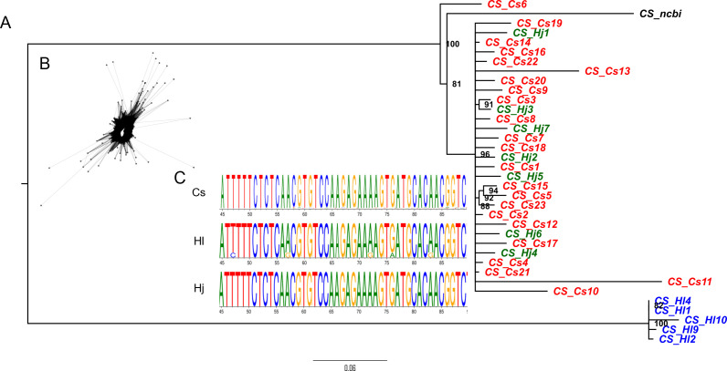Phylogenetic tree diagram with multiple branches labeled with identifiers like CS_Cs6, CS_Hj1, and others. Sequences of nucleotides are displayed using letters A, T, C, and G, color-coded along sequence logos. A network graph is shown on the left with clustered points. Labels include Cs, Hl, and Hj.