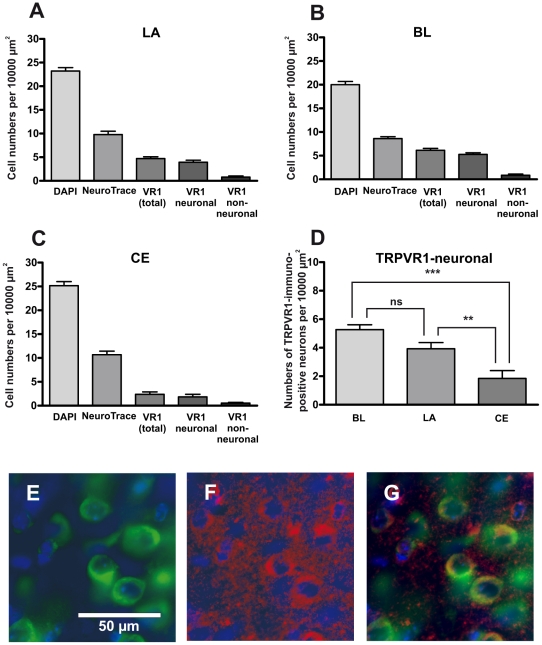 TRPV1 protein expression within the amygdala.(A–C) These graphs illustrate the densities of cell nuclei (visualized with DAPI), neurons (visualized with NeuroTrace), cells expressing TRPV1 (visualized by immunohistochemistry) as well as the densities of neuronal and non-neuronal cells expressing TRPV1 in the lateral nucleus (A), basolateral (B) and central nucleus (C) of the amygdala. (D) The numerical neuronal density of TRPV1 immunopositive neurons in the basolateral amygdala (LA, BL) is significantly higher than in the CE, as determined by ANOVA followed by a Tukey's posthoc test (ns: non-significant; **: p≤0.01; ***: p≤0.001). (E–G) Example of a triple-stained section (DAPI, NeuroTrace and anti-TRPV1; lateral nucleus of the amygdala). NeuroTrace was used to visualize neuronal cells (in green, E). In the same section, binding of TRPV1 antibodies was visualized with Cy5 (in red, F). Figure G displays the merged images of E and F (in each case DAPI (in blue) was used to visualize cell nuclei).