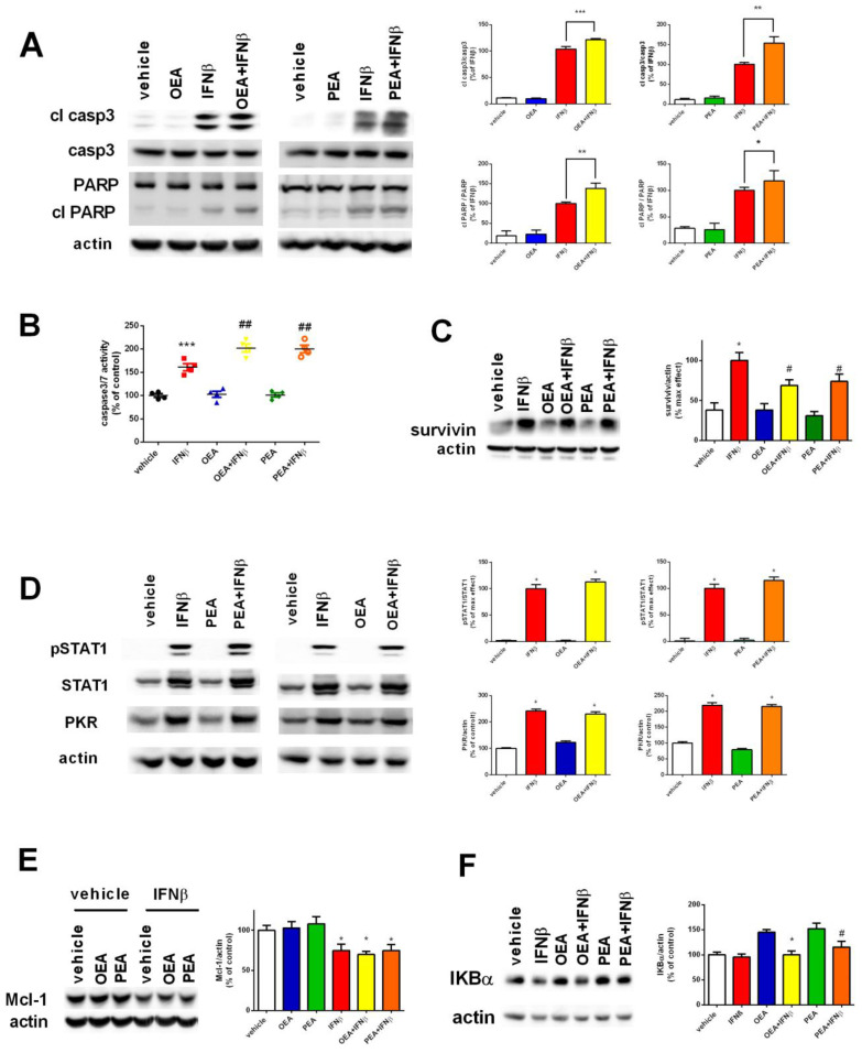 Assessment of intrinsic apoptosis after exposure to OEA, PEA, and IFNβ. Cells were pre-treated with OEA and PEA (3 µM - 6 h) and then stimulated with IFNβ (5 ng/mL - 24 h). Cell lysates were analyzed for cleaved caspase 3 and cleaved PARP by Western blot. The ratio between the cleaved protein and its total form was measured. The values are expressed as a percentage of IFNβ. * p < 0.05, ** p < 0.01 and *** p < 0.001 versus IFNβ (A). The caspase 3/7 activity was measured by a luminescence assay. The values are expressed as percentage of control (vehicle). *** p < 0.001 versus vehicle and ## p < 0.01 versus IFNβ. The results are represented as mean ± SEM of four independent experiments (B). Cells were treated as in (A). The cell lysates were analyzed for survivin. Values are expressed as percentage of control maximal effect. * p < 0.05 versus vehicle and # p < 0.05 versus IFNβ (C). Cells were treated as mentioned in (A). Cell lysates were used to assess the activation of the JAK-STAT pathway and PKR induction. The values are expressed as a percentage of maximal effect. * p < 0.05 versus vehicle (D). Cells were treated as in (A). The cell lysates were analyzed for Mcl-1. The values are expressed as a percentage of control (vehicle). * p < 0.05 versus vehicle (E). Cell lysates were analyzed for IKBα. The values are expressed as a percentage of control (vehicle). * p < 0.05 and # p < 0.05 versus OEA and PEA, respectively. The results are represented as the mean ± SEM of four independent experiments (F).