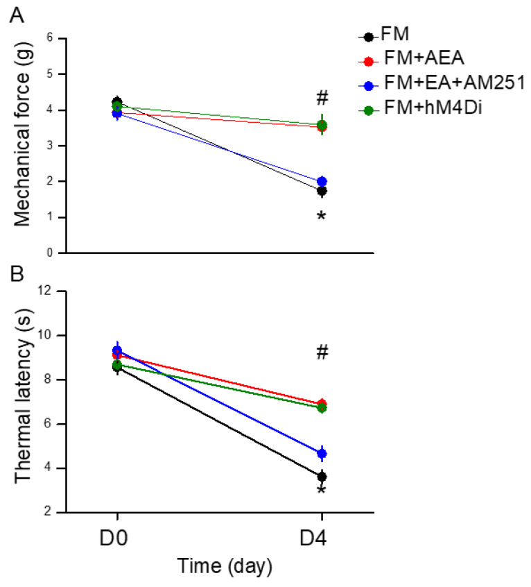 Mechanical and thermal hypersensitivity of mice in all groups: FM, FM + AEA, FM + EA + AM251, FM + hM4Di. (A) The mechanical threshold obtained in the von Frey filament test; (B) thermal latency in the Hargreaves’ test. * Significant difference in comparison to the normal group. # Significant difference from the FM group. n = 9 per group.