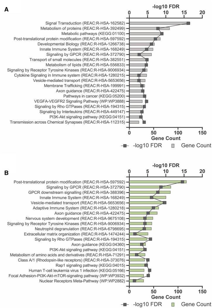 Gene set enrichment analysis of differentially methylated sites (DMS). Gene set enrichment analysis (GSEA) was conducted using g:Profiler-g:GOSt and interrogating KEGG, Reactome and Wikipathways databases. Genesets were considered significant if they had an adjusted P-value (q-value) <0.05 and five or more genes in the gene set. g:SCS multiple testing correction method was used to determine significance. (A) GSEA of all hypomethylated DMS. (B) GSEA of all hypermethylated DMS. A full list of gene sets can be found in Supplementary Tables SII and SIII, respectively.