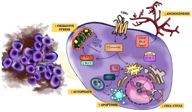 Antitumor mechanisms of CBs.CBs have a pro-apoptotic effect via an action on apoptosis regulators (Bcl-2 and BAX) as well as an effect on oxidative stress. CBs stimulate ceramide generation and cell death in tumor cells but not in normal cells, reduce angiogenesis, and exert an antiproliferative effect acting on the AKT/mTOR pathway. Finally, CBs can stimulate ER stress, thus stimulating both an AMP-activated protein kinase and the calcium/calmodulin-dependent protein kinase, kinase 2, which in turn activates autophagy. Abbreviations: CBs: Cannabinoids; BAX: bcl-2-like protein 4; Bcl-2: B-cell lymphoma 2; VEGF: vascular endothelial growth factor; Ang-2: Angiopoietin-2; PIGF: placental growth factor; AKT/mTOR: Protein kinase B/mechanistic target of rapamycin; ER: Endoplasmic reticulum.