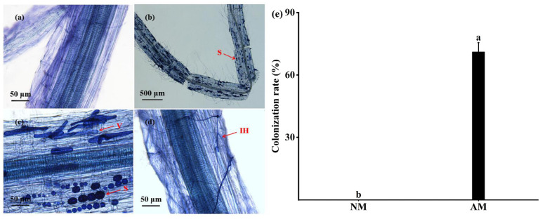 F. mosseae colonization of hemp roots and its effective colonization rate under a microscope before the start of treatment. Note: (a) NM-treated group; (b) spores (S) in the AM-treated group; (c) vesicles (V) in the AM-treated group; (d) intra-root hyphae (IH) in the AM-treated group; (e) AMF colonization rate of hemp root systems. Bar graphs represent means ± S.E. Different letters indicate significant differences between plants with and without AMF.