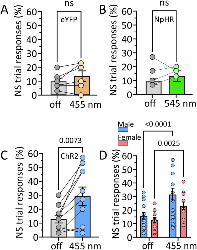 Impaired response inhibition during activation of GABAergic BF input to the LHb by ChR2 in GADCre rats.A Comparison of the percent of neutral stimulus (NS) trials in which responses on the active lever were observed in the absence (off) and presence of 455 nm light delivered via optical fibers terminating above the LHb, ~8 weeks after expression of Cre-dependent eYFP in the VP/NAcs (n = 6 rats; paired t test, t5 = 1.67, p = 0.155). B Optogenetic inhibition of VP/NAcs GABAergic inputs to LHb by stimulation of NpHR with 545 nm light does not affect NS responding (n = 4 rats; paired t test, t3 = 0.38, p = 0.728). C Activation of VP/NAcs GABAergic inputs by light stimulation of ChR2 in LHb significantly increased the percent of NS trials in which responses were observed (paired t test; n = 10 male rats, t9 = 3.44, p = 0.007). The total number of NS responses shown in Fig. S4A. D ChR2 photostimulation with 455 nm light significantly increases responding during presentation of the NS, and this is not significantly different between male and female GADCre rats (n = 16 male and 11 female rats; 2-way RM ANOVA, light x sex interaction, F1,25 = 1.546, p = 0.225; main effect of light, F1,25 = 41.03, p < 0.0001; Post hoc comparisons by uFLSD, effect of light in males, p < 0.0001; effect of light in females, p = 0.0025). ns, non-significant.