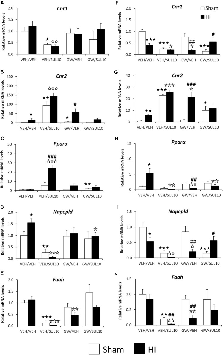 Effects of an acute administration of octadecylpropyl sulfamide (SUL10, 10 mg/kg) and GW6471 (GW, 1 mg/kg) following HI on the gene expression levels of components of the NAEs/endocannabinoid systems Cnr1 (A), Cnr2 (B), Pparα (C), Napepld (D), and Faah (E) in the ipsilateral motor cortex, and Cnr1 (F), Cnr2 (G), Pparα (H), Napepld (I), and Faah (J) in the ipsilateral hippocampus. All data expressed as mean + SEM (n = 6). p < 0.05/0.01/0.001 vs. VEH/VEH sham group; p < 0.05/0.01/0.001 vs. VEH/VEH HI group; #/##/###p < 0.05/0.01/0.001 vs. respective VEH/SUL10, GW/VEH and/or GW/SUL10-treated sham group.