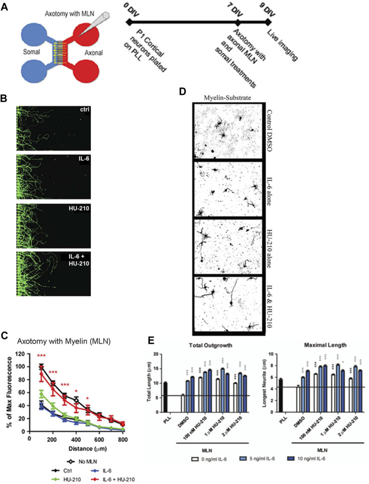 Somal treatment with IL-6 and HU-210 promotes neurite outgrowth on myelin. (A) Schematic representation of the microfluidic chamber. (B) Neurons were cultured in chambers on PLL for 7 days in vitro (DIV), and axotomy was performed. The axonal compartment was then filled with 20 μg/mL solution of myelin (MLN). 10 ng/mL IL-6 and/or 200 nM HU-210 treatments were applied to the somal compartment of each respective chamber. The neurons were imaged live after 48 h using Calcein AM. Representative confocal images of neurons following axotomy and treatment. (C) Neurite outgrowth was quantified by measuring the total fluorescence at multiple cross-sections of the image. The zero point on the x-axis represents the right edge of microgrooves. All data points were normalized to the first point of “No MLN” as 100 percent. Statistical differences were calculated from four independent experiments using two-way ANOVA. Asterisks show significance compared to Ctrl treatment at a given distance; *, p < 0.05; ***, p < 0.001. (D) P1 cortical neurons were plated on myelin–coated slides and treated with IL-6 and/or HU-210 over a range of concentrations. The neurons were fixed after 24 h and labeled for β-III-tubulin. Representative images of neurons plated on myelin (MLN) substrate treated from top to bottom, with either DMSO, IL-6, HU-210 or IL-6&HU-210 labeled with β-III-tubulin show treatment with IL-6 and HU-210 together promotes neurite outgrowth in an inhibitory environment in a dose-dependent manner. (E) Total outgrowth of neurites and neurons’ longest neurite were quantified using two-way ANOVA. Asterisks show significance compared to DMSO alone (black bar); *, p < 0.05; ***, p < 0.001.