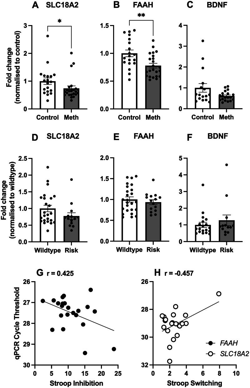 mRNA levels in people who use methamphetamine compared to controls. (A) SLC18A2: SLC18A2 mRNA levels were significantly lower in people who use methamphetamine compared to controls (*p = .021). Control n = 19; Meth n = 23 (B) FAAH: FAAH mRNA levels were significantly lower in people who use methamphetamine compared to controls (**p = .010). Control n = 19; Meth n = 23 (C) BDNF: There were no differences in BDNF mRNA levels between groups. Control n = 16; Meth n = 19. mRNA levels as a function of genotype. (D) SLC18A2: There were no differences in SLC18A2 mRNA levels between rs363276 genotypes. WT n = 24; Minor n = 14. (E) FAAH: There were no differences in FAAH mRNA levels between genotypes. WT n = 25; Minor n = 15. (F) BDNF: There was no significant difference in BDNF mRNA levels between genotypes. WT n = 19; Minor n = 13. Pearson’s correlation analyses between mRNA levels and cognition. (G) Stroop Inhibition. There was a positive association between performance in the Stroop Task (Inhibition) and FAAH mRNA qPCR cycle threshold (CT) (p = .048). (H) Stroop Switching. There was a negative association between performance in the Stroop Task (Switching) and SLC18A2 mRNA qPCR CT (p = .037). Data represented as individual values and mean ± SEM when appropriate. CT: cycle threshold; Meth: people with methamphetamine use disorder; Minor: minor allele carriers computed as heterozygous (M/m) and homozygous minor alleles (m/m); SEM: standard error of the mean; WT: wildtype (M/M).